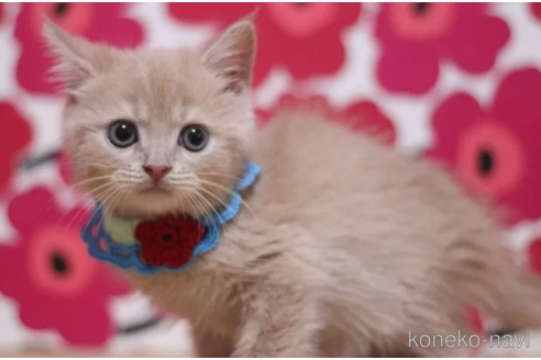 成約済の東京都のマンチカン-93193の3枚目